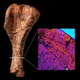 Image for article titled Meet the dinosaur so ancient it may be a missing link